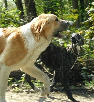 Dog Photo