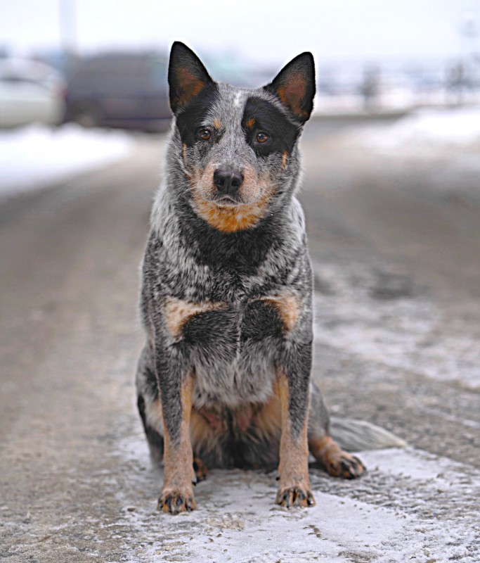 Dog Photo
