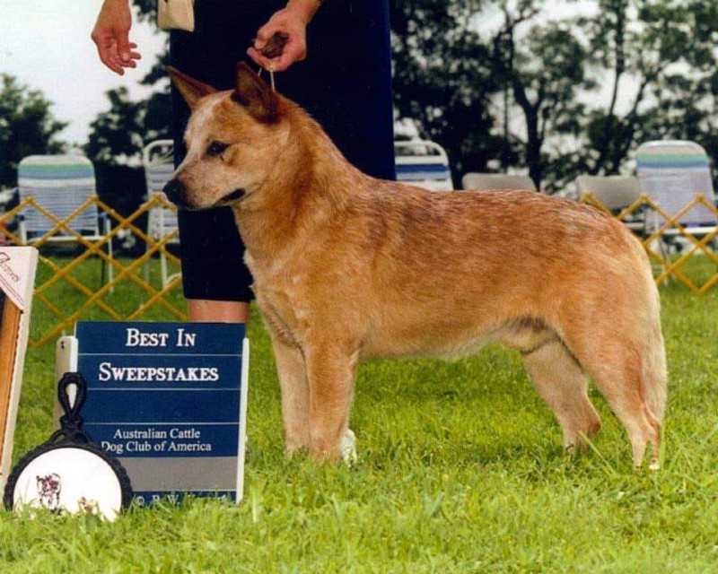 Dog Photo