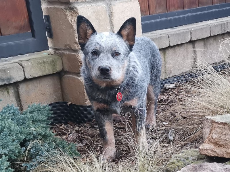 Dog Photo