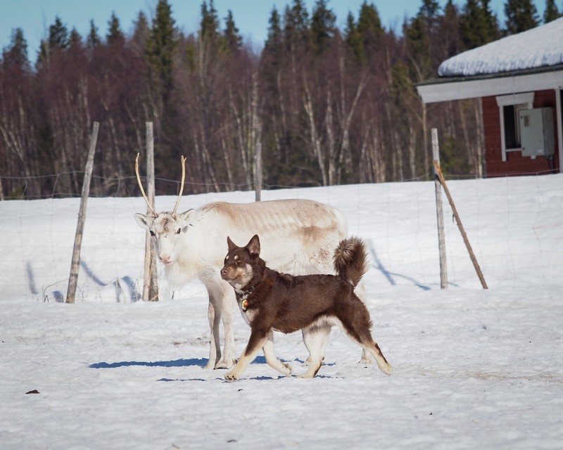 Dog Photo