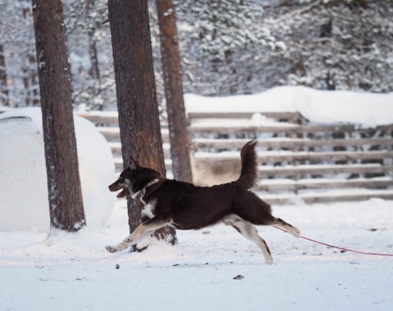 Dog Photo