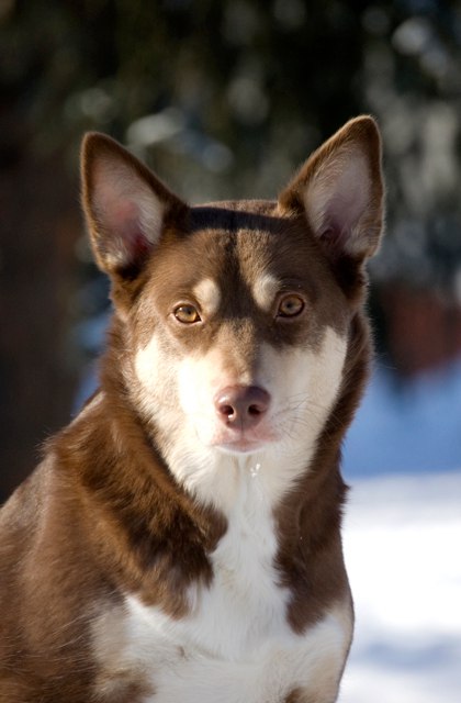 Dog Photo
