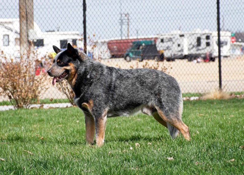 Dog Photo