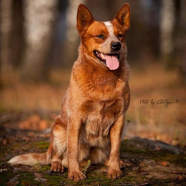 Dog Photo