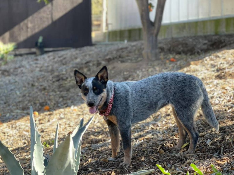 Dog Photo