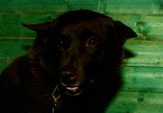 Dog Photo