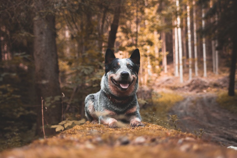 Dog Photo