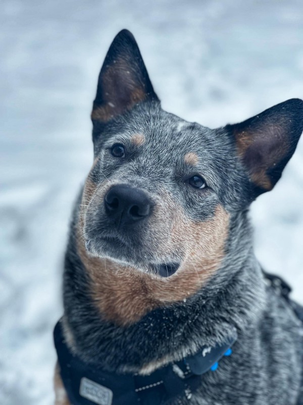 Dog Photo