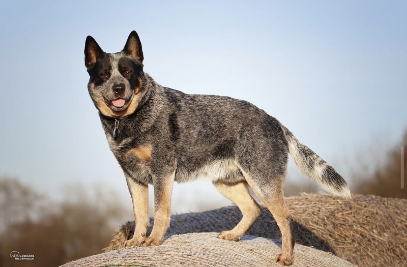Dog Photo