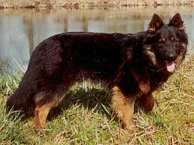 Dog Photo