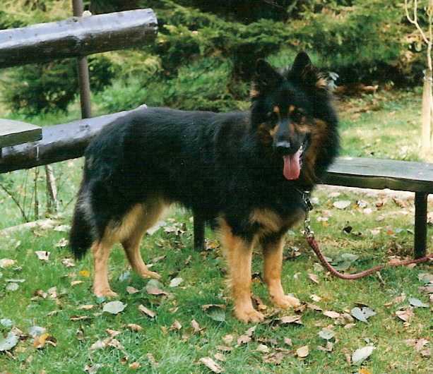 Dog Photo