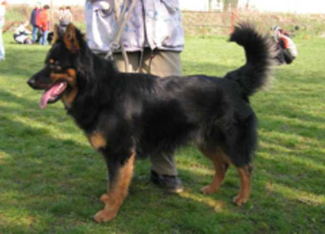 Dog Photo