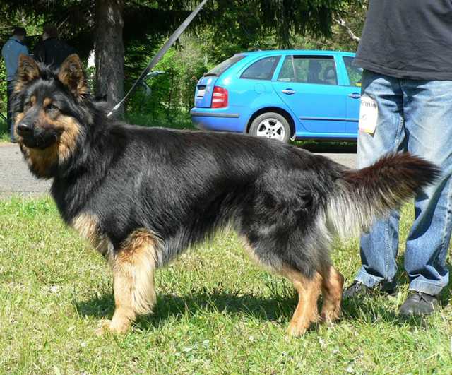 Dog Photo