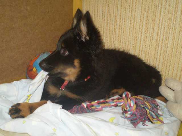 Dog Photo