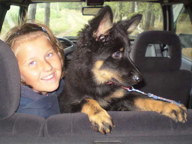 Dog Photo