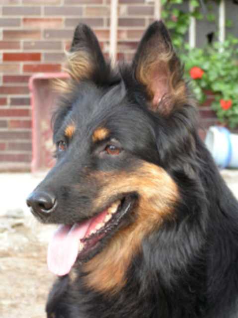 Dog Photo