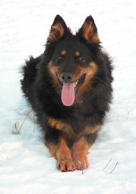 Dog Photo