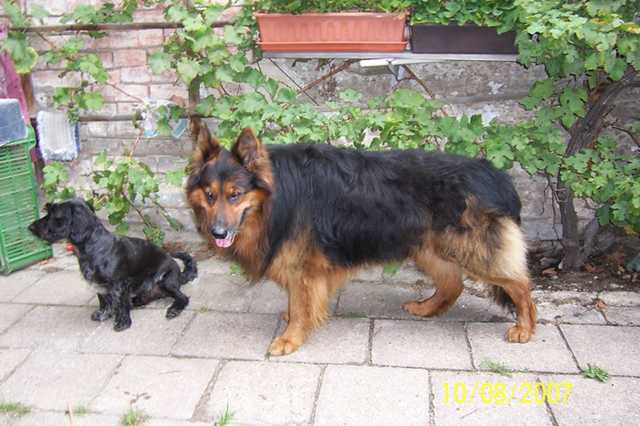 Dog Photo