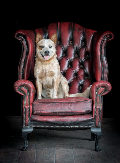 Dog Photo