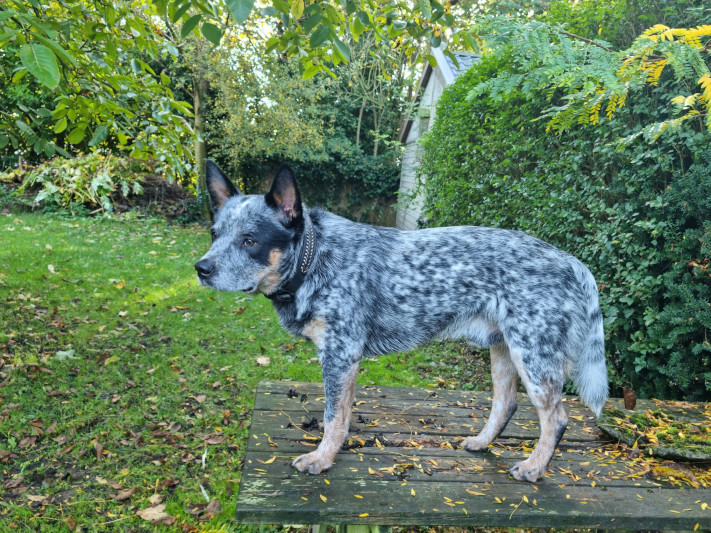 Dog Photo