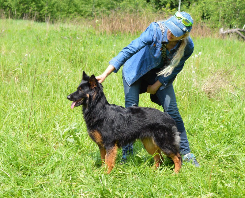 Dog Photo