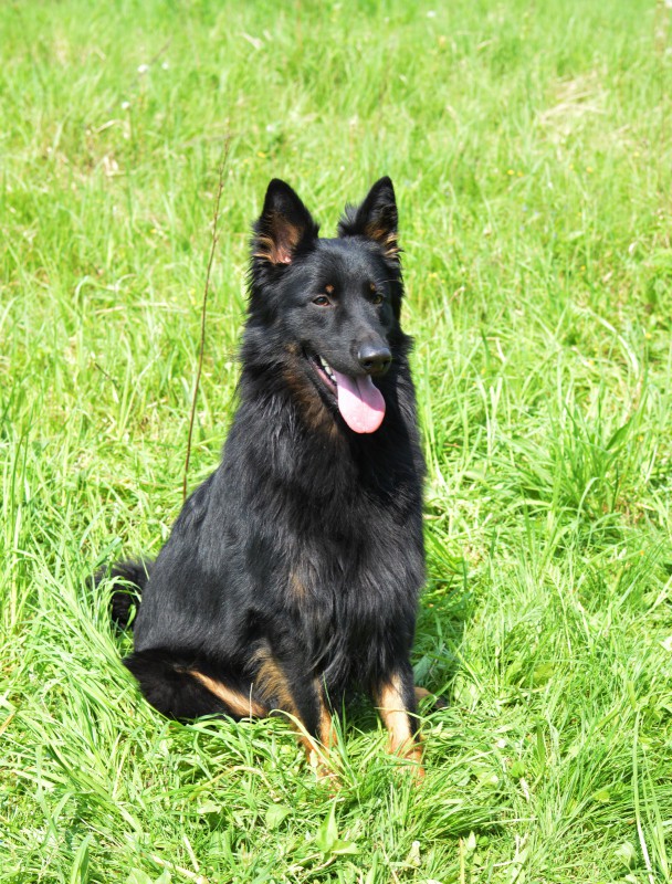 Dog Photo