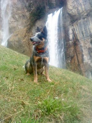 Dog Photo