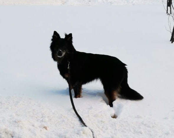 Dog Photo