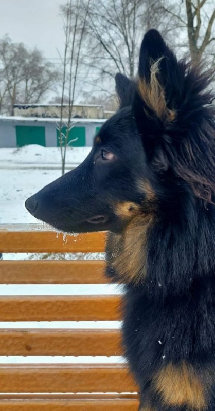 Dog Photo