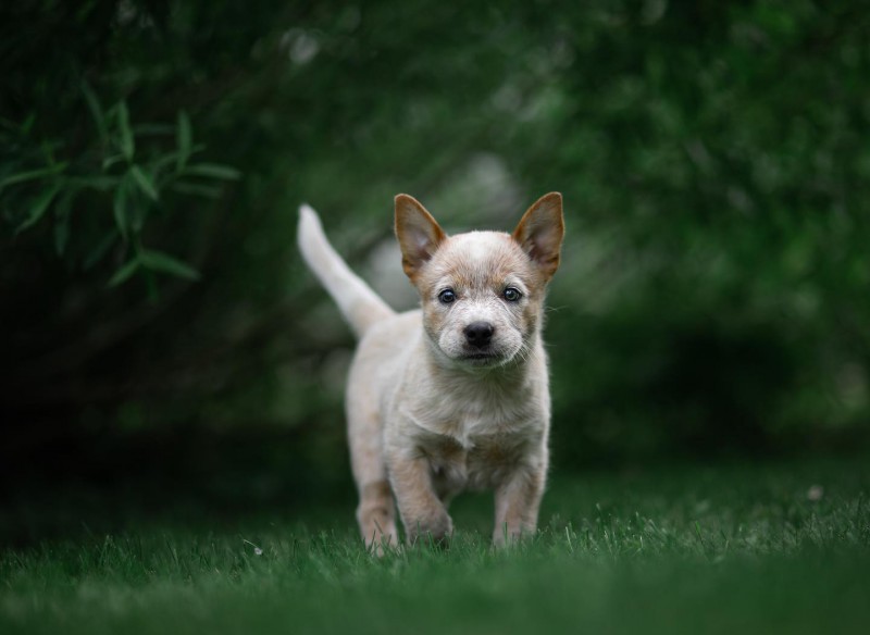 Dog Photo