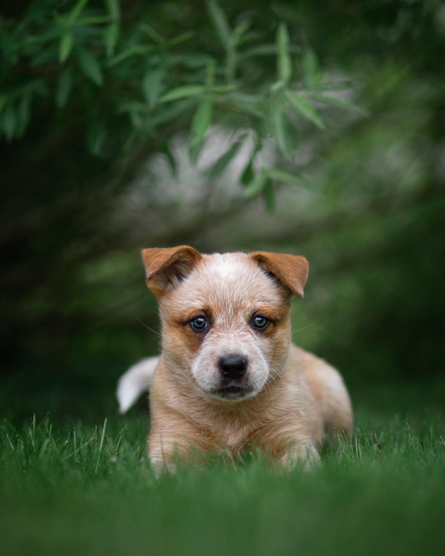 Dog Photo