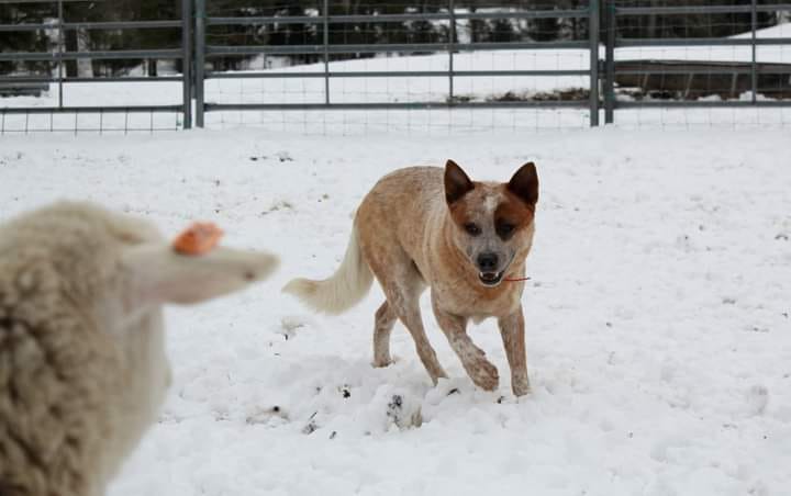 Dog Photo