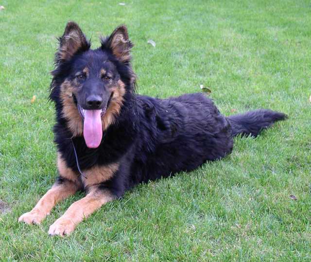 Dog Photo