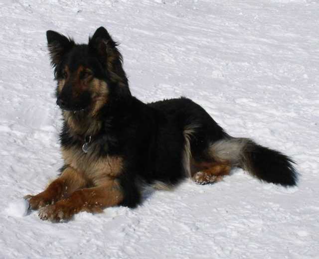 Dog Photo