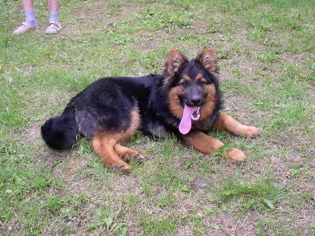 Dog Photo