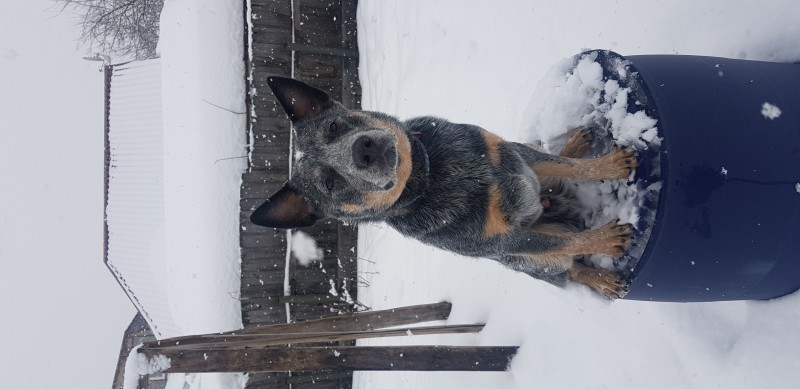 Dog Photo
