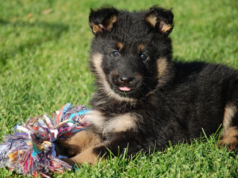 Dog Photo