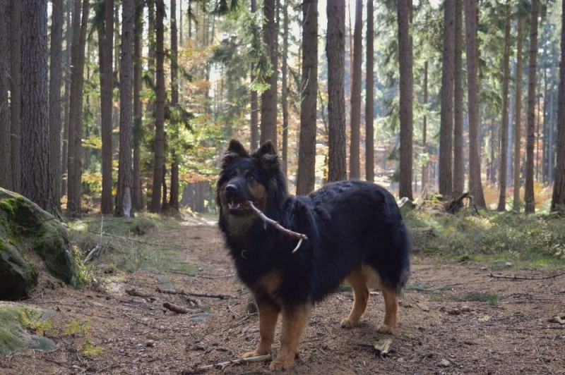 Dog Photo