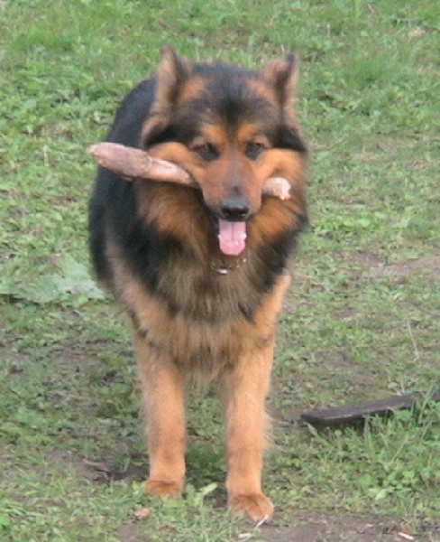 Dog Photo