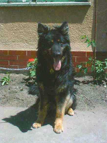 Dog Photo