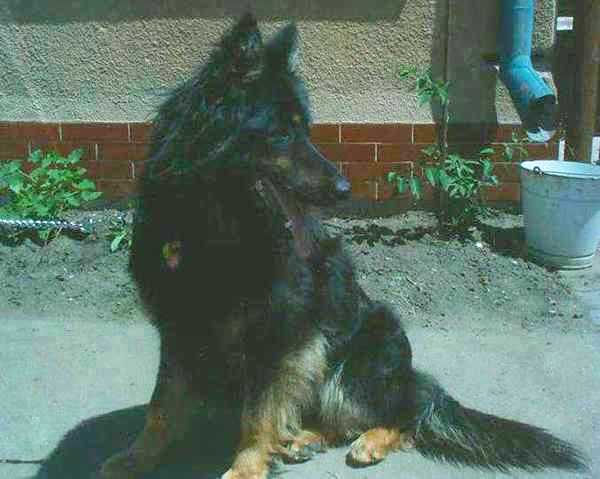 Dog Photo