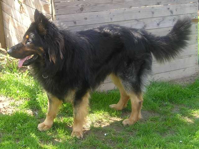 Dog Photo