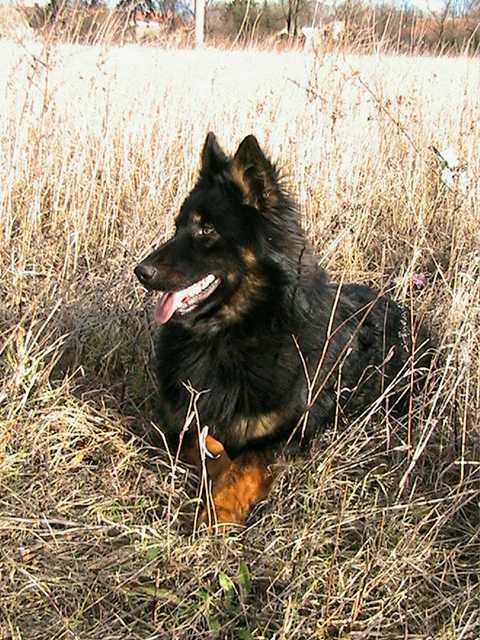 Dog Photo