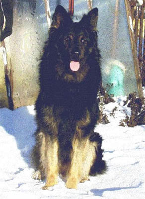 Dog Photo