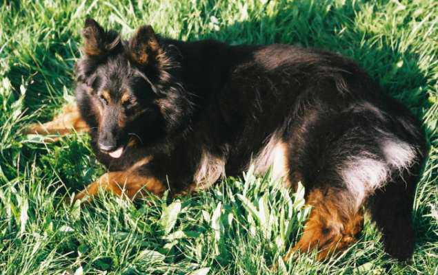 Dog Photo
