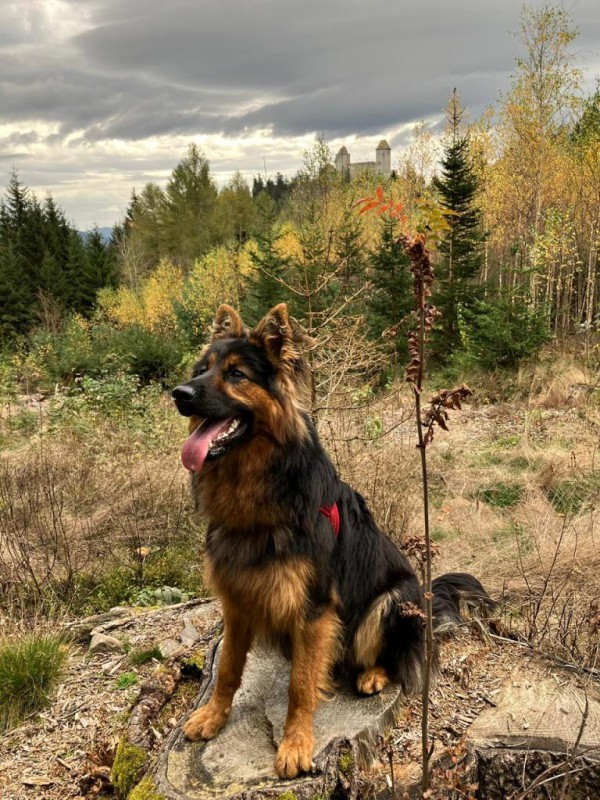 Dog Photo