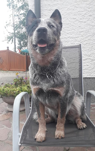 Dog Photo