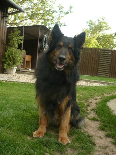 Dog Photo