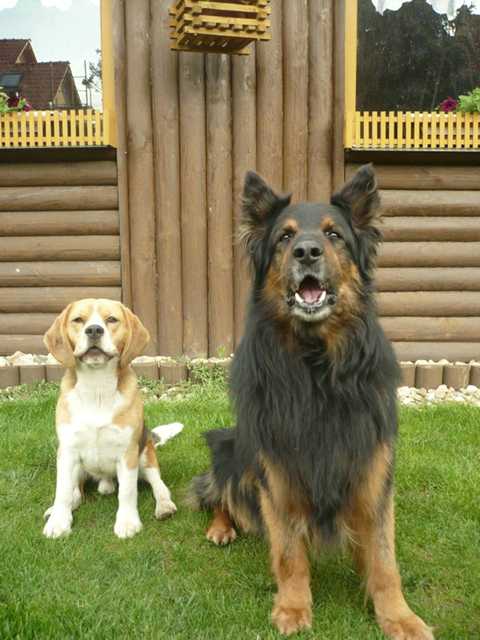Dog Photo
